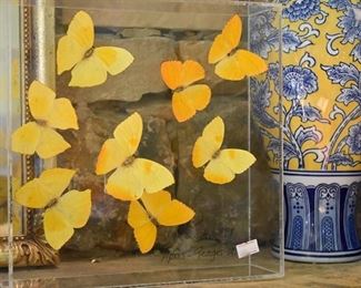 Yellow butterfly display box, 1998
