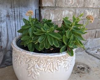 Potted Plant