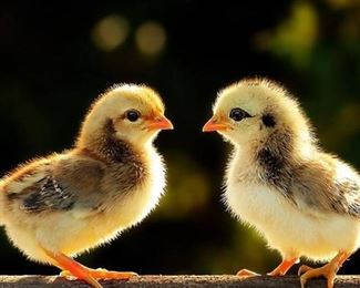 Two Chicks A Tag Estate Sales.   Please visit us on Facebook to book your sale!