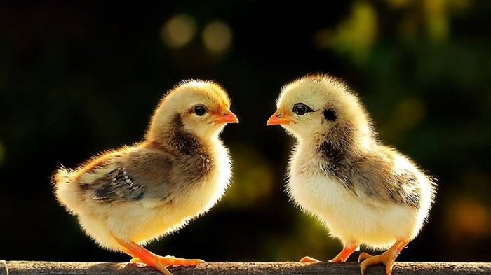 Two Chicks A Tag Estate Sales.   Please visit us on Facebook to book your sale!