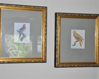 Antique French Parrot Prints, Framed and Matted, 14.5" x 16"