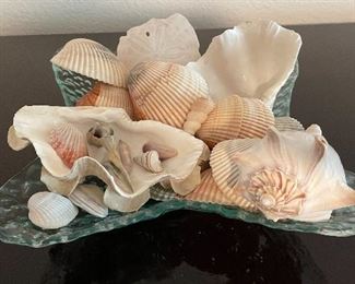 Assorted Sea Shells, Glass Dish Display