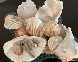 Assorted Sea Shells, Glass Dish Display