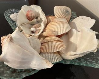 Assorted Sea Shells, Glass Dish Display