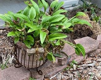 Assorted Live Plants