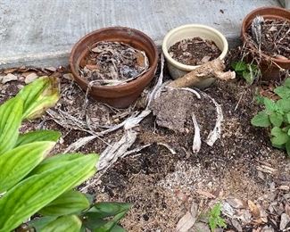 Assorted Live Plants