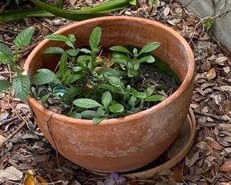 Assorted Live Plants