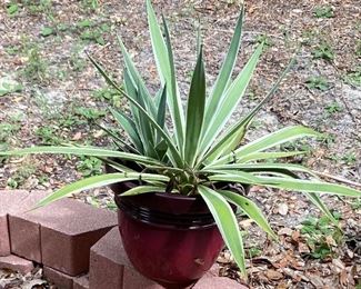 Assorted Live Plants