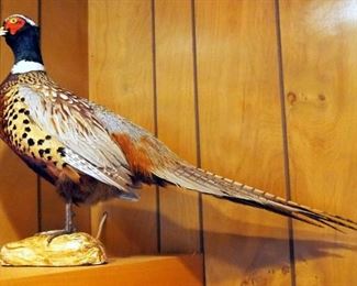Taxidermy Pheasant, 16" x 22"