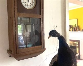 antique clock and taxidermy peacock