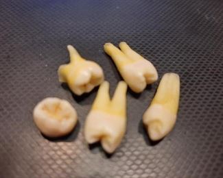 Human teeth 