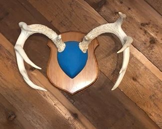 mounted antlers 