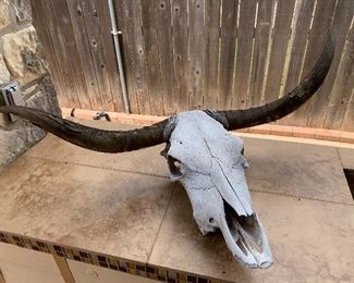 longhorn skull