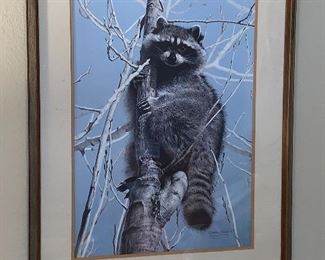 Charles Frace numbered and signed raccoon art            26” x 34”