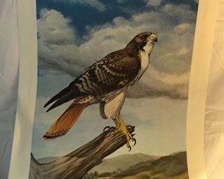 Ray Harm RedTailed Hawk Print