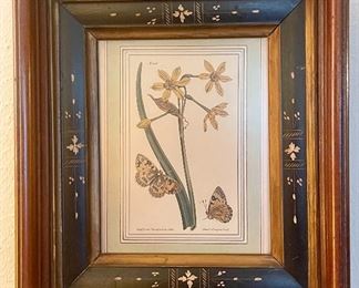 Antique Butterfly Botanical framed Print