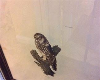 Tenmalm's Owl, 24" x 29".