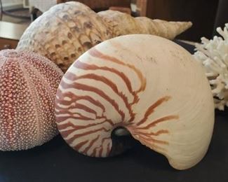 Seashell and Coral collection