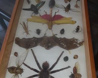 Framed collection of specimens including a tarantula, a bat, a scorpion, large moths, beetles, and more
