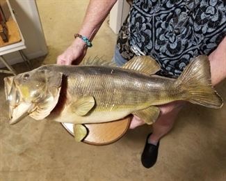 Mounted Large Mouth Bass