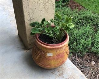 one of several pots not pictured