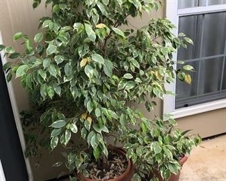 real ficus and other pots