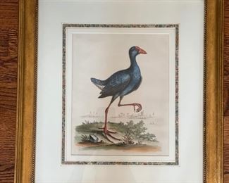 Original Antique George Edwards hand-colored engraving and etching (1745).