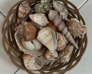 Small basket of sea shells.