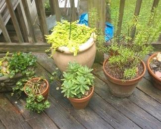 Outdoor planters, some with plants. 