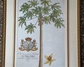 Set of Three Georg Dionysius Ehret Botanical & Palm Prints. Each measures 20" W x 28" H. Photo 1 of 5. 
