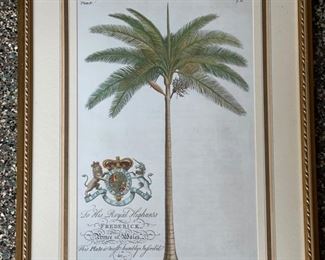 Set of Three Georg Dionysius Ehret Botanical & Palm Prints. Each measures 20" W x 28" H. Photo 2 of 5. 