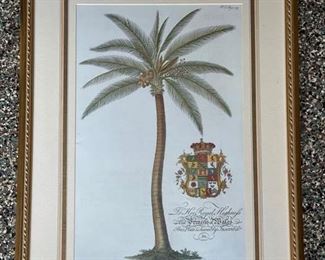 Set of Three Georg Dionysius Ehret Botanical & Palm Prints. Each measures 20" W x 28" H. Photo 3 of 5. 