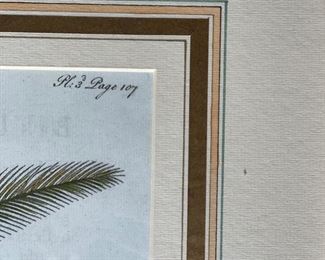Set of Three Georg Dionysius Ehret Botanical & Palm Prints. Each measures 20" W x 28" H. Photo 5 of 5. 