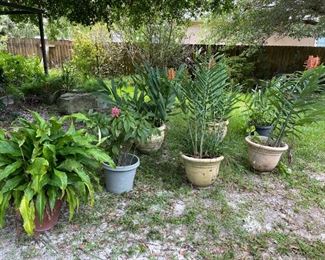 Yard plants 
