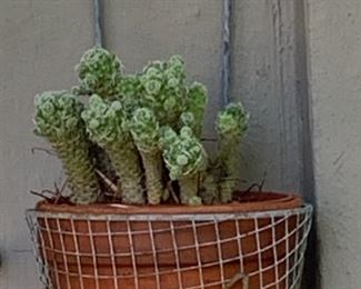 Yard Art Cacti