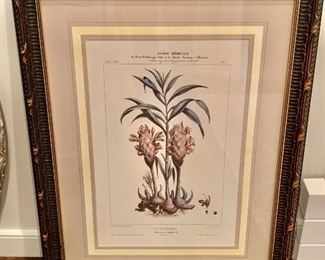 Framed botanical print (Random Harvest)