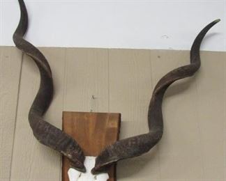 Wall Horns