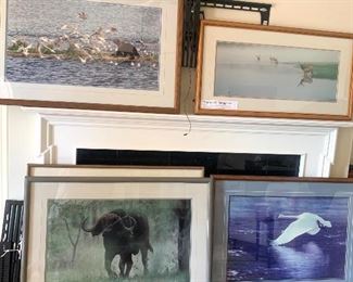 several framed prints by renowned wildlife photographer Thomas Mangelsen