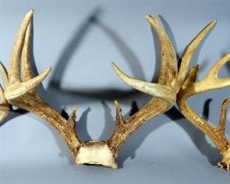 Unmounted Deer Antlers, Qty 3, Includes 10 Pt And 8 Pt