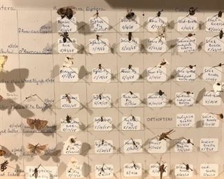 Collection being sold as one set = 1 price includes these pinned bugs and 2 books 