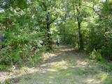 Escape To The Woods!!