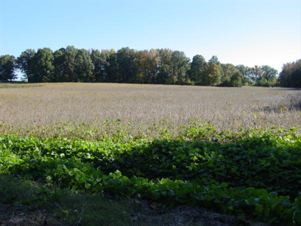 Rental Income by Row-Crop if Desired