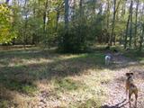 Secluded in the Woods