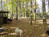 You're Still Outback!
Dogs Not Included, You'll Have To Bring Your Own!
