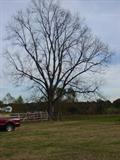 Large Pecan Tree