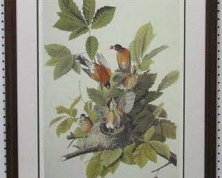 9014x - American Robin by John J. Audubon 26 1/2 x 35