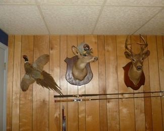 Taxidermy