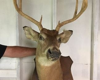 Antique Deer Mount