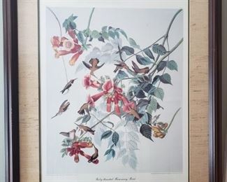 Audubon Print: “Ruby-throated Humming Bird.”
https://ctbids.com/#!/description/share/1017409