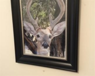 Deer picture
